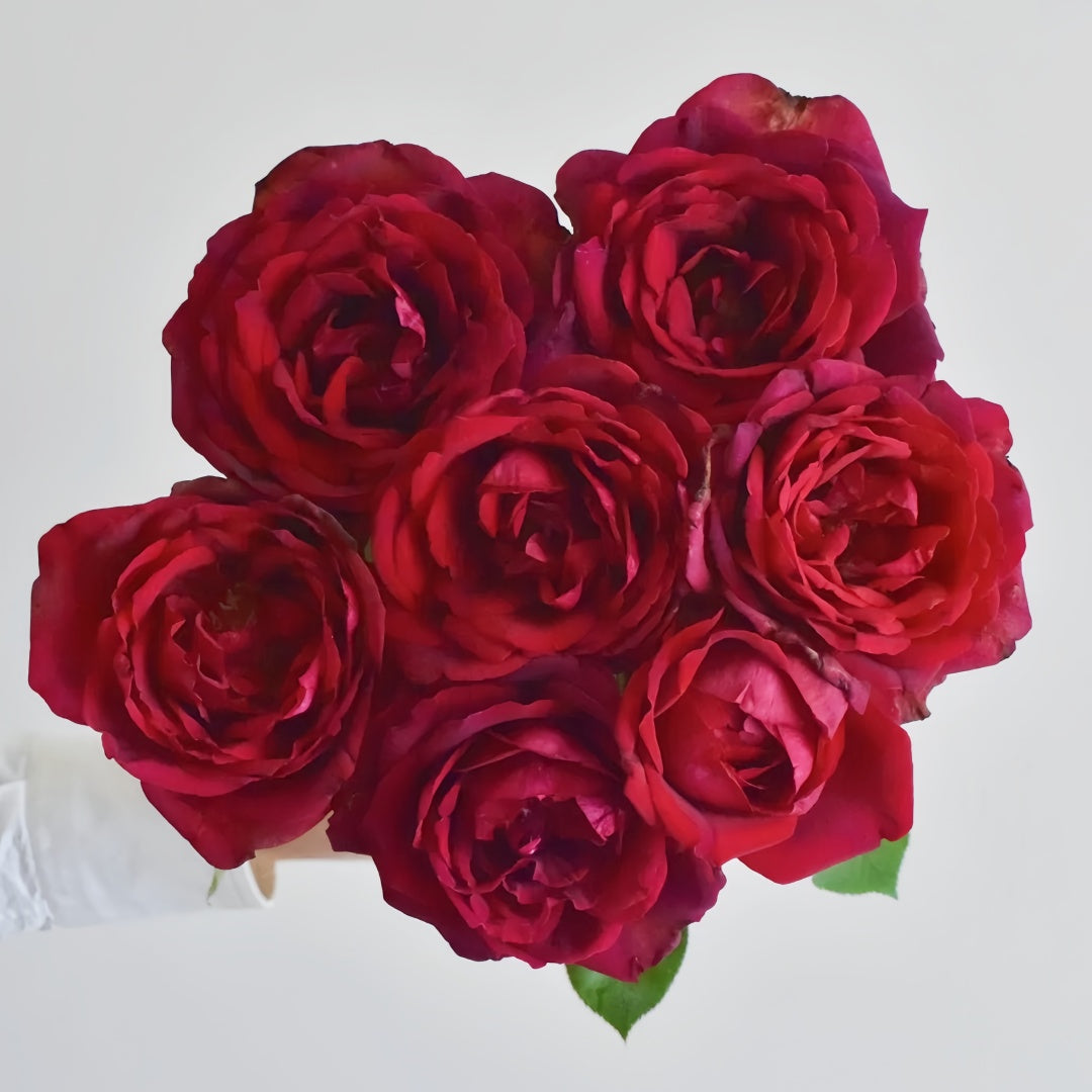 Papa Meilland Rose