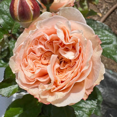 Paradise Beach Rose – Rosesplant