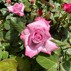 ParadiseRose