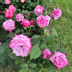 ParadiseRose