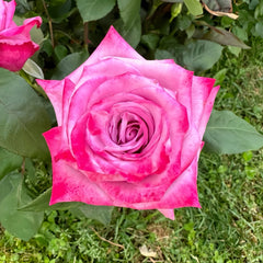 ParadiseRose