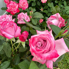 ParadiseRose