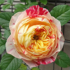 Party Ranucula Rose