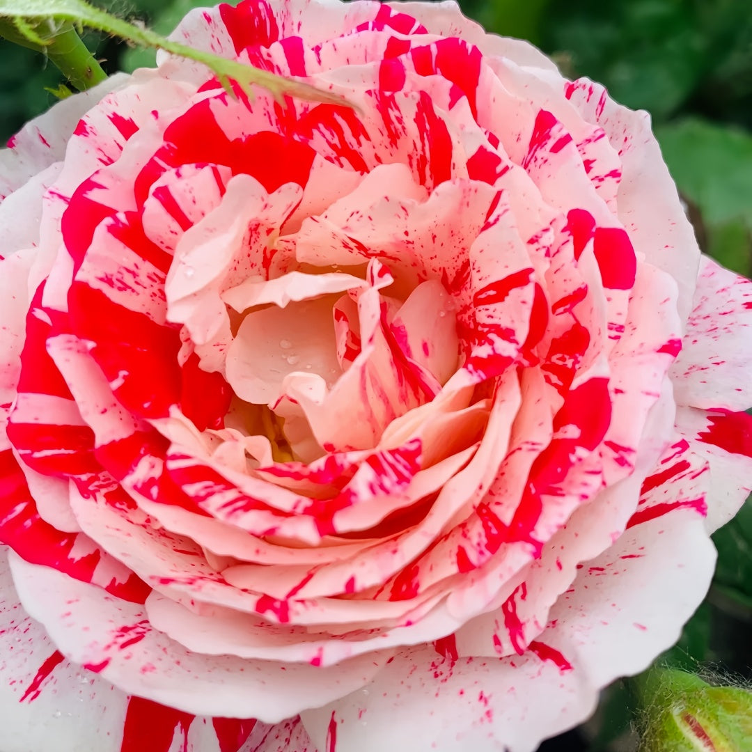 Party Ranucula Rose