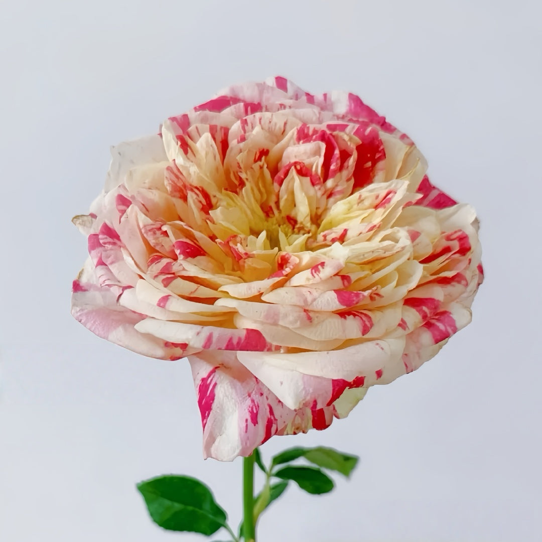 Party Ranucula Rose