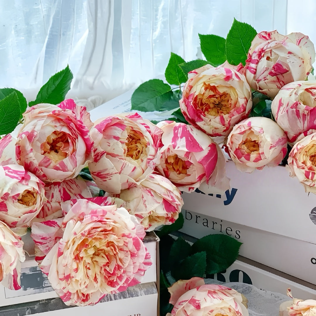 Party Ranucula Rose