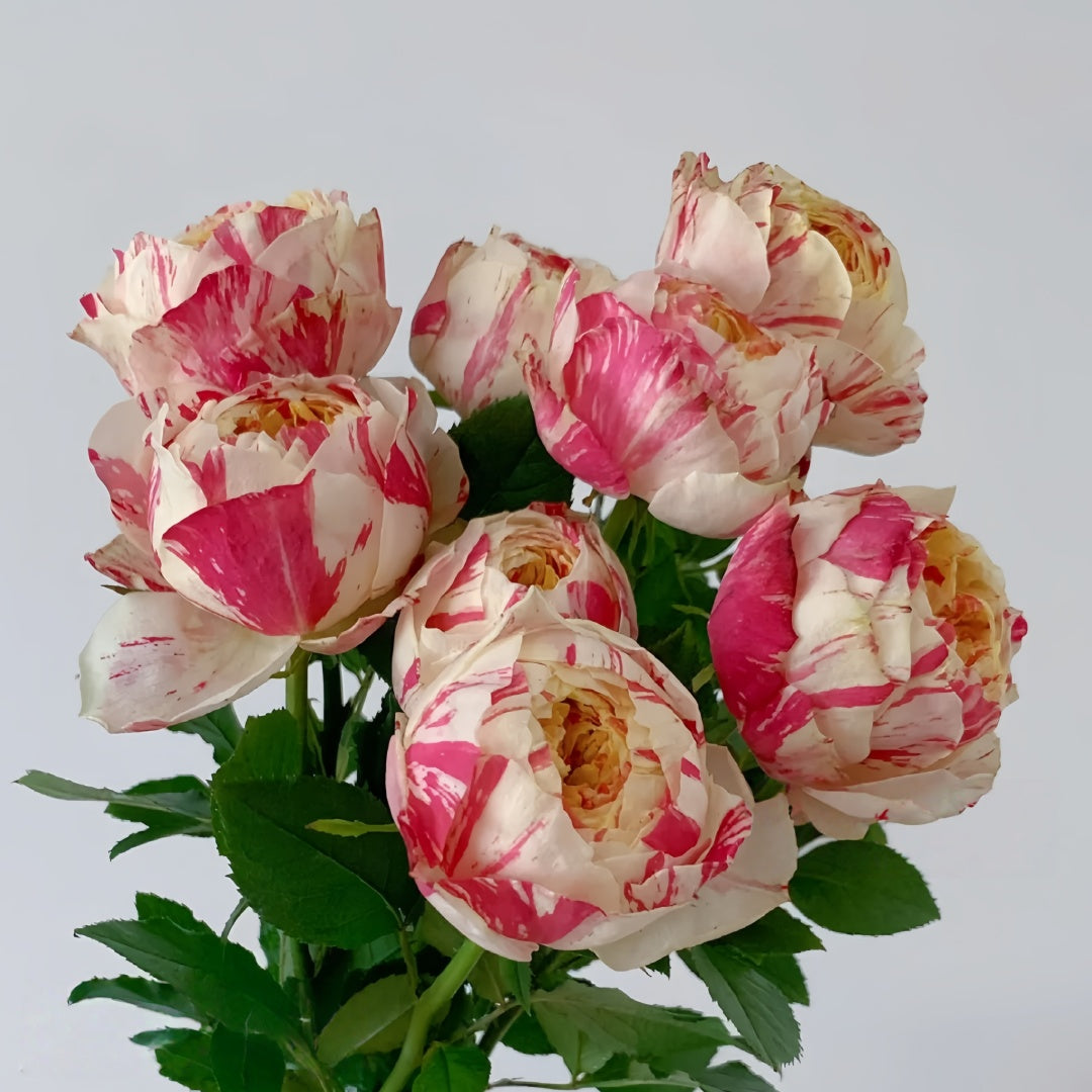 Party Ranucula Rose