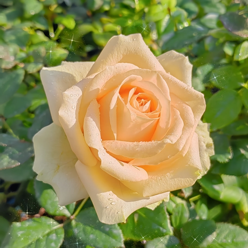 Peach Avalanche Rose