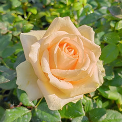 Peach Avalanche Rose