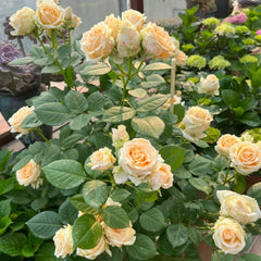 Peach Avalanche Rose