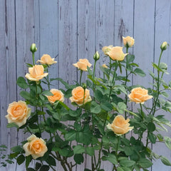 Peach Avalanche Rose