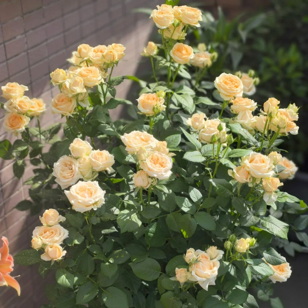 Peach Avalanche Rose