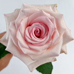 Peach Flavor Rose