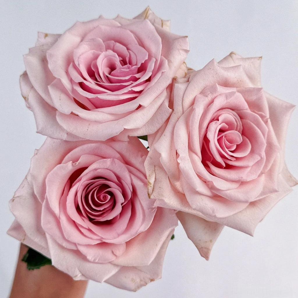 Peach Flavor Rose