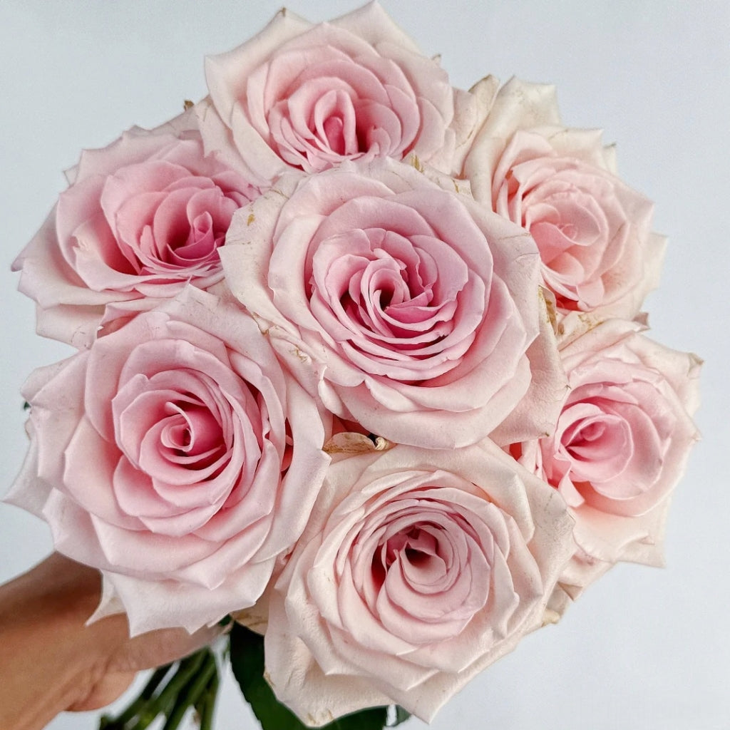 Peach Flavor Rose
