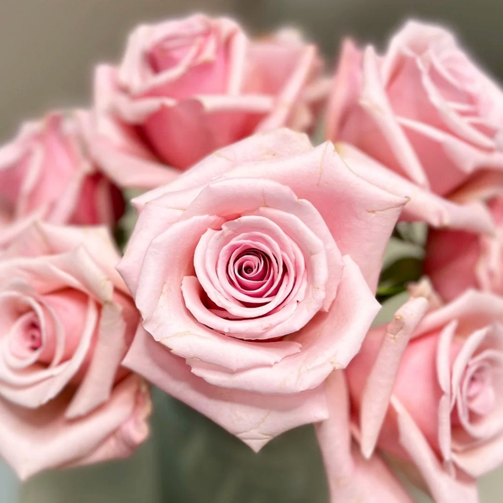Peach Flavor Rose