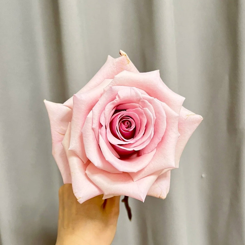 Peach Flavor Rose