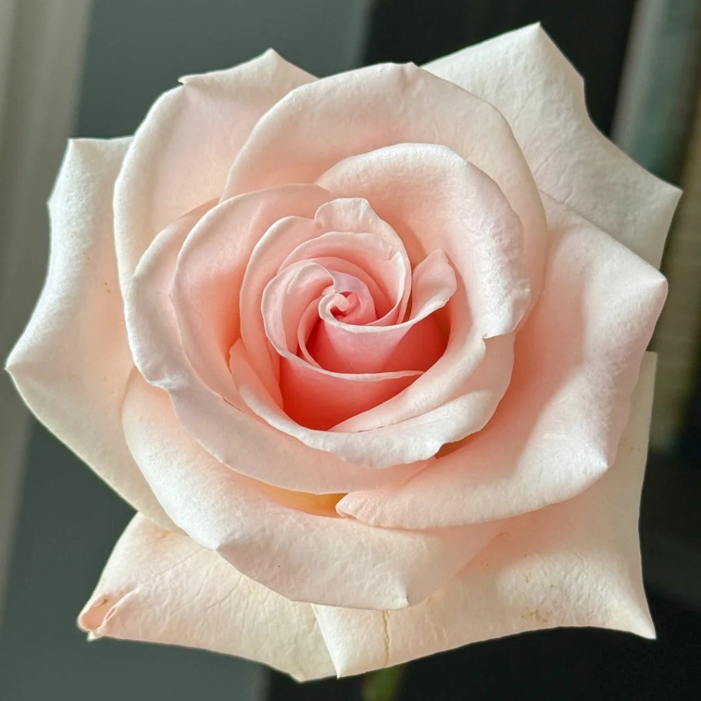 Peach Flavor Rose