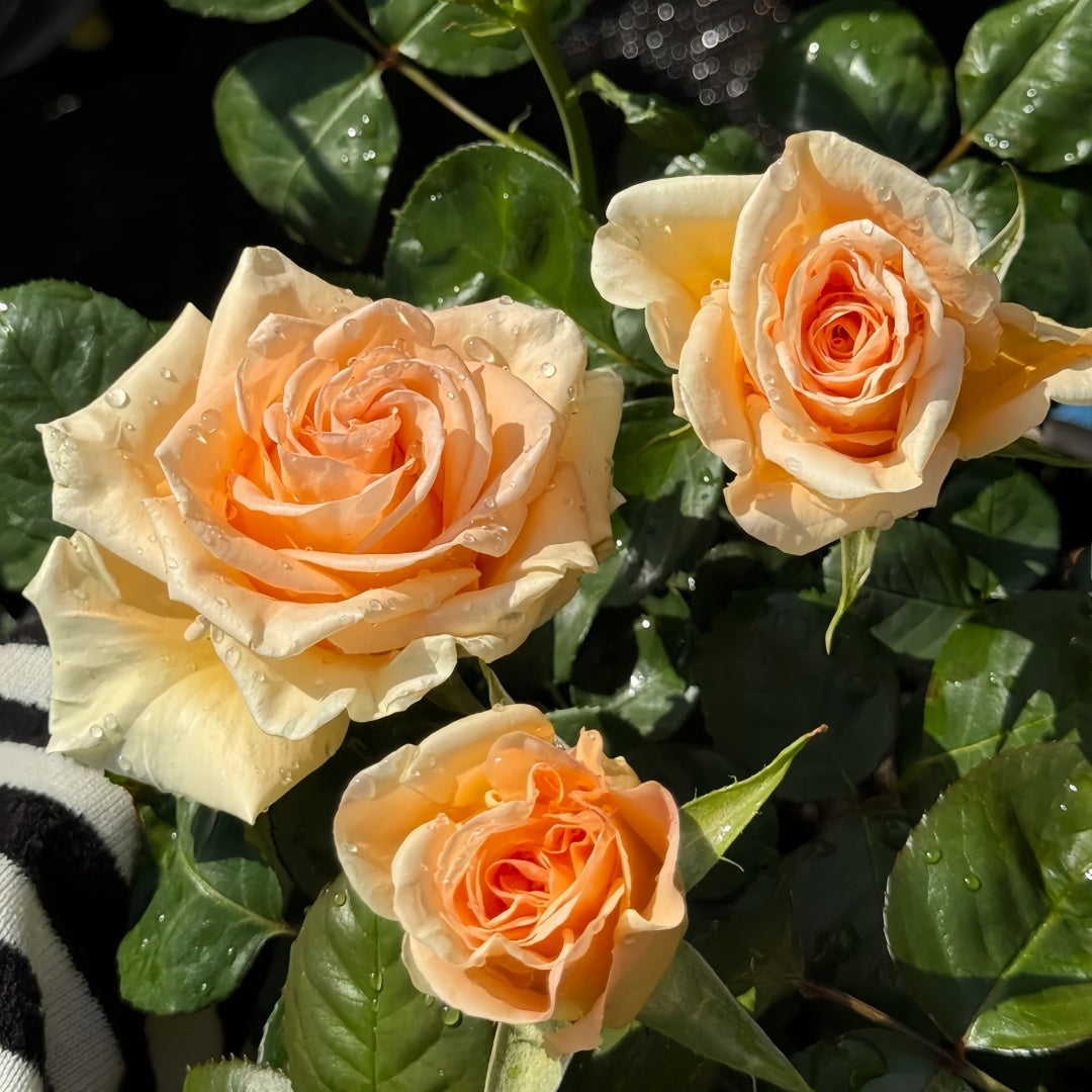 Peach Wave Rose