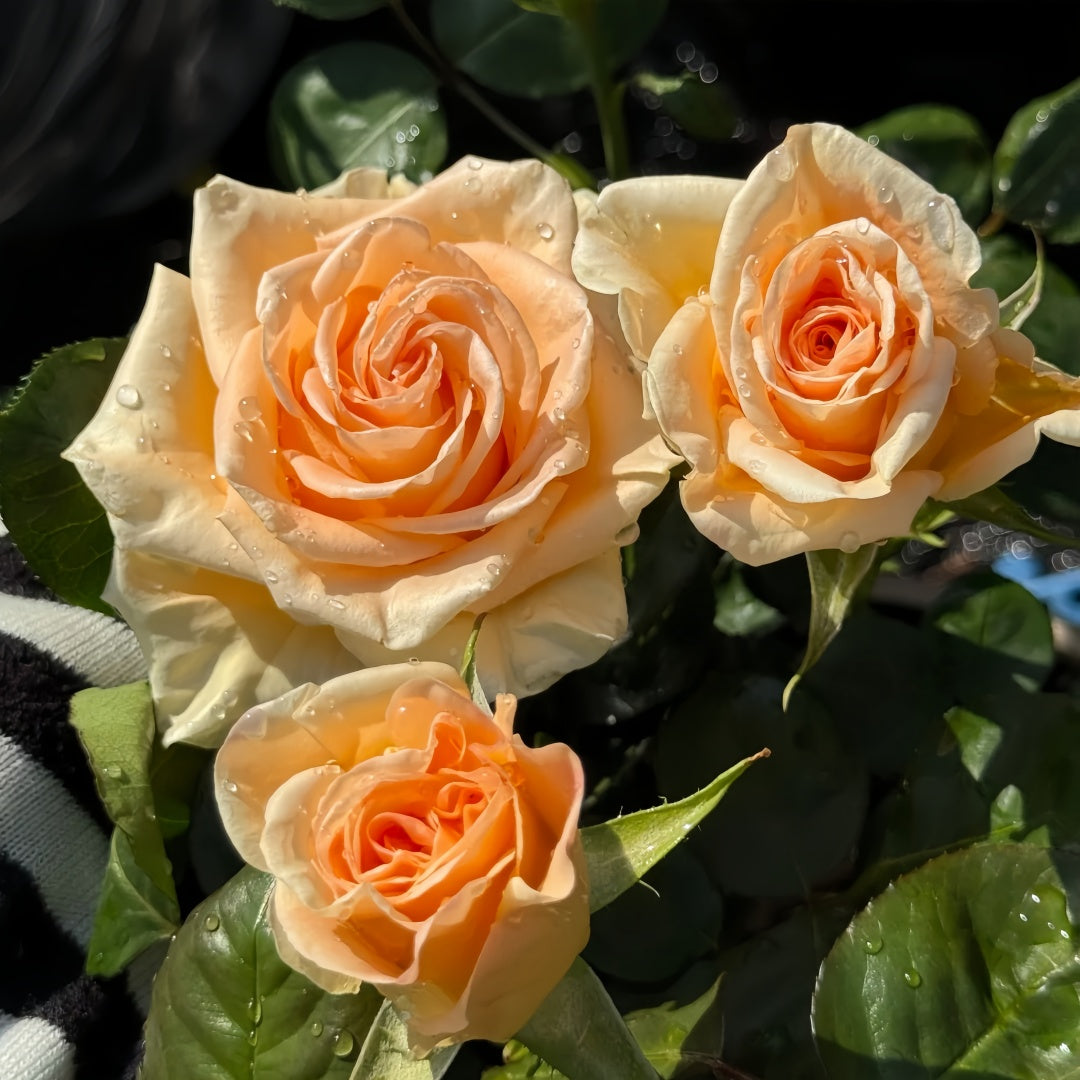 Peach Wave Rose
