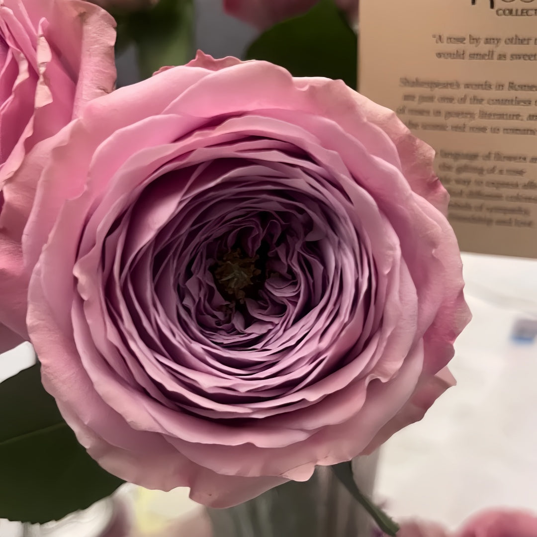 Peonikiss Rose