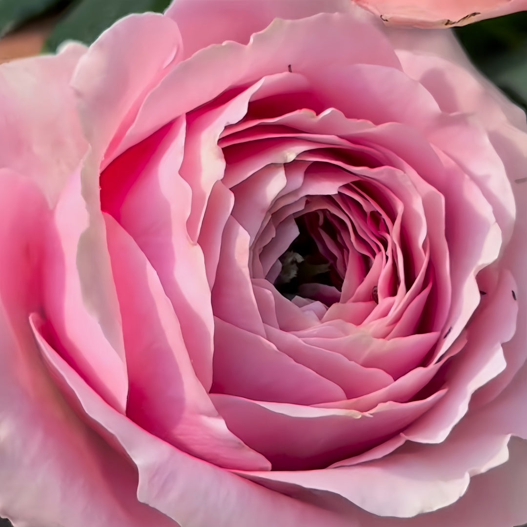 Peonikiss Rose