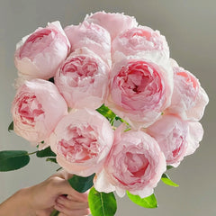Peony Pink Rose