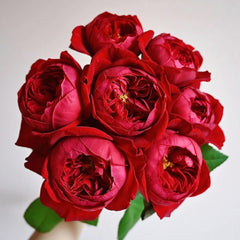 Peony Red Rose