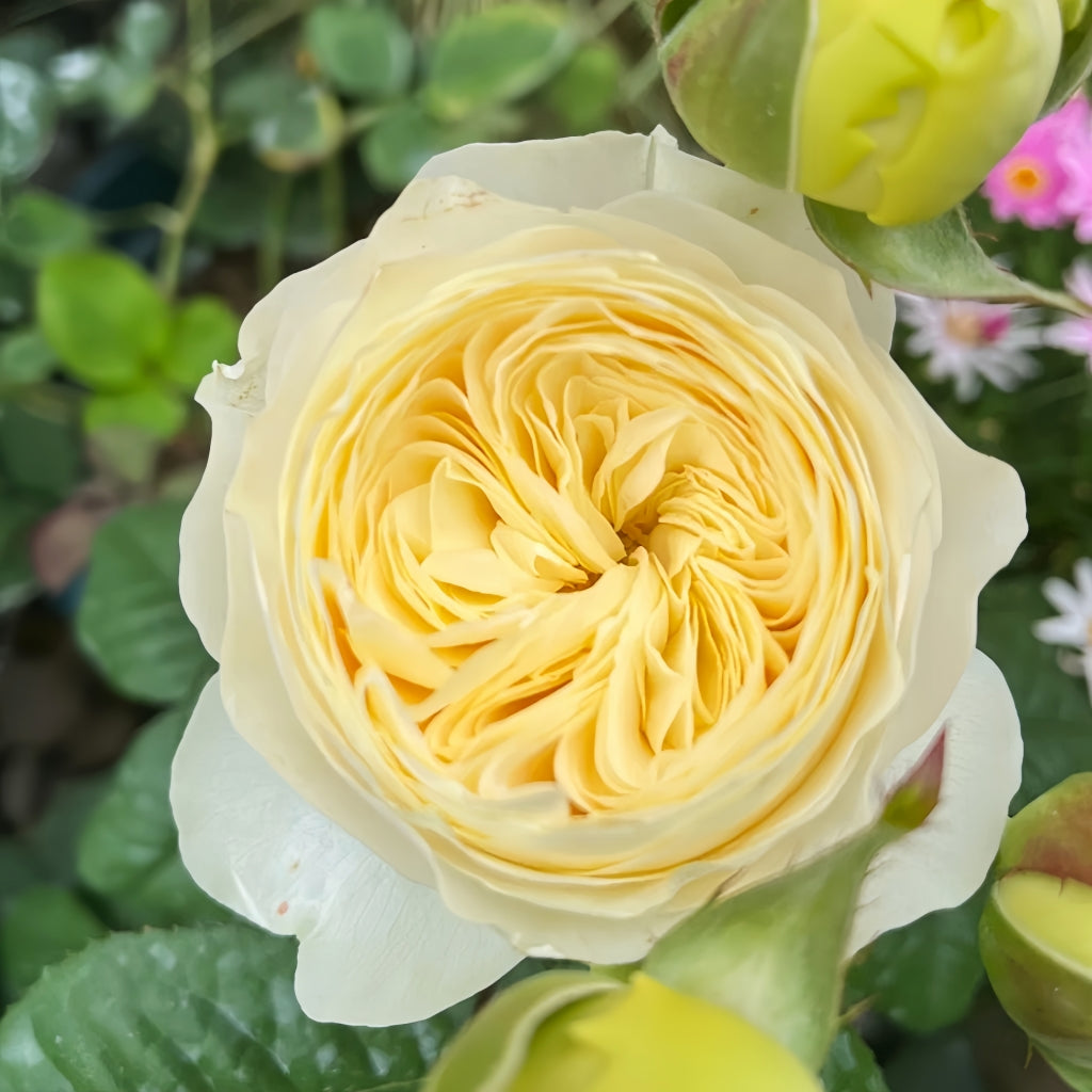 Persuasion Rose