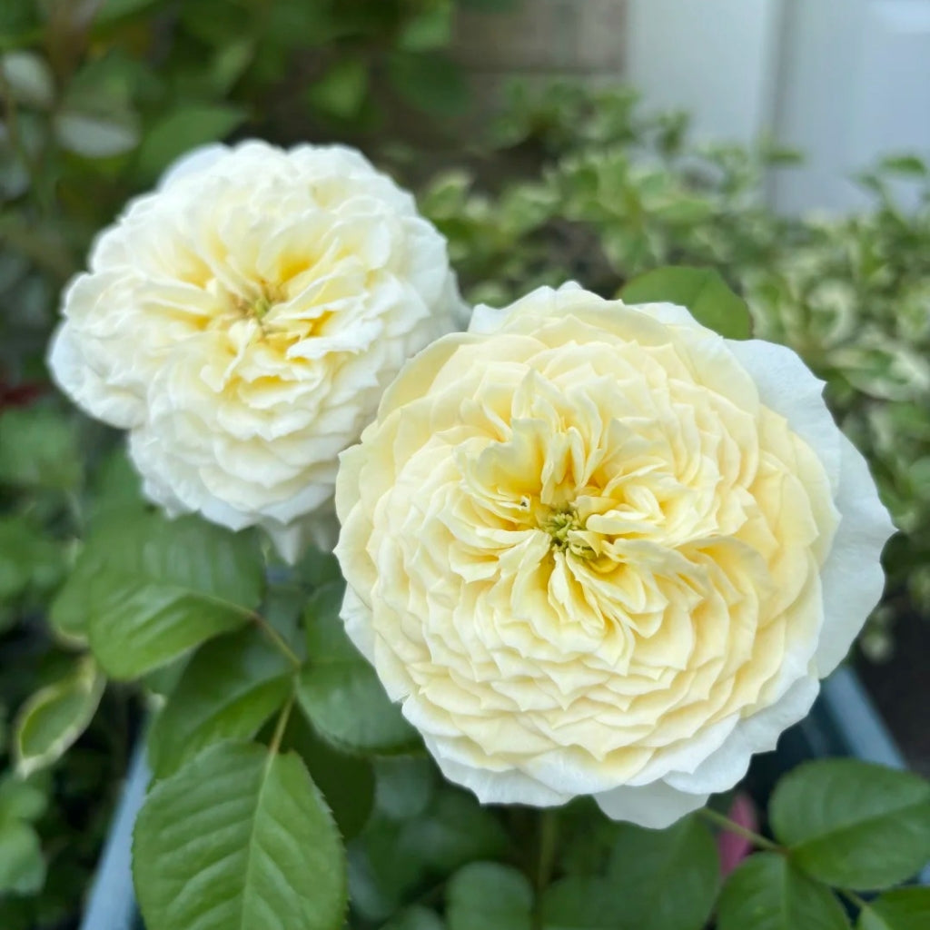 Persuasion Rose