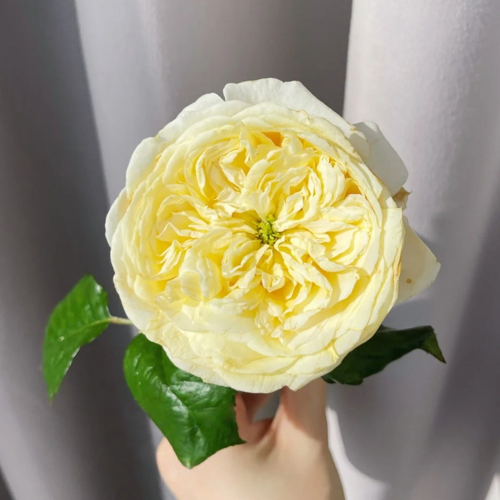 Persuasion Rose