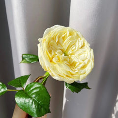 Persuasion Rose – Rosesplant