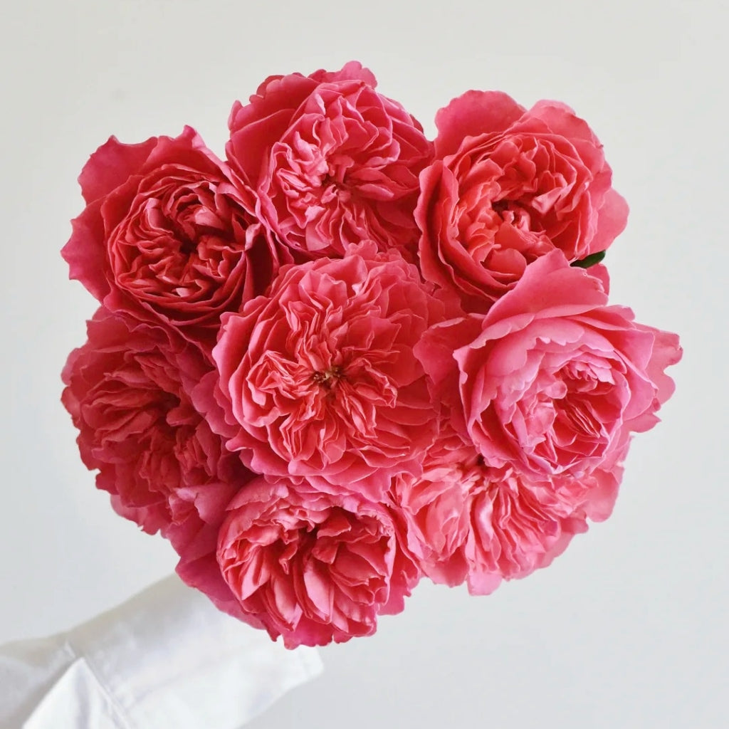 Phoebe Rose - Pre Sale In Spring 2026