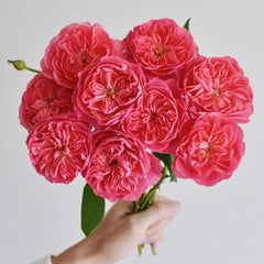 Phoebe Rose - Pre Sale In Spring 2026