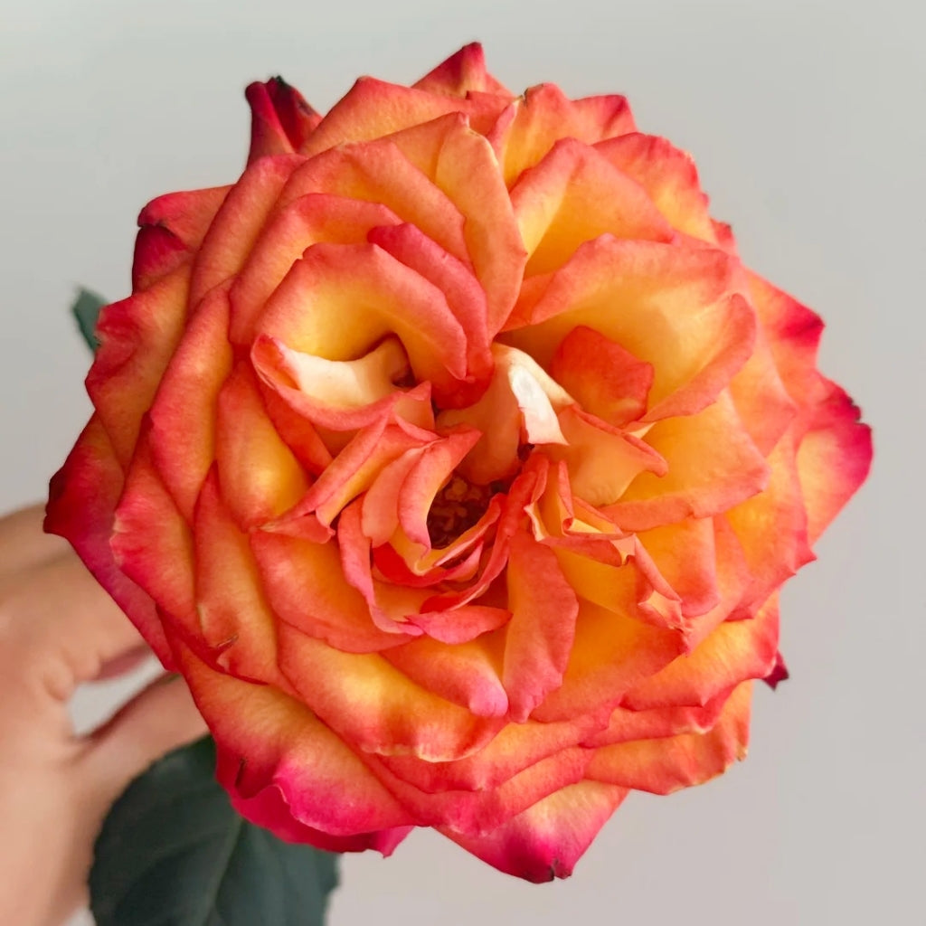 Phoenix Hairpin Rose