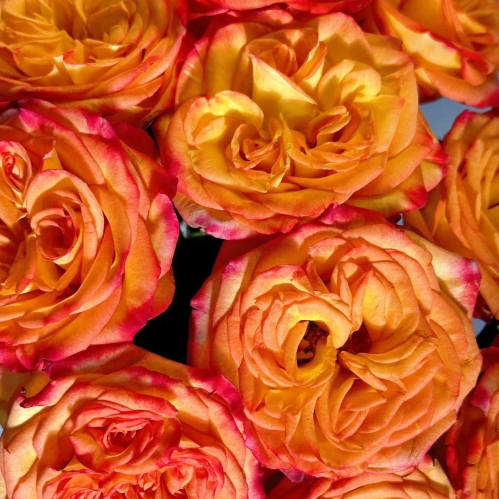 Phoenix Hairpin Rose