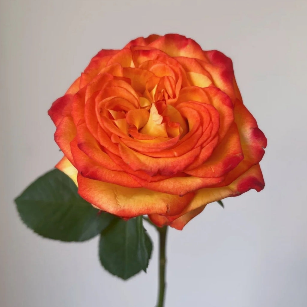 Phoenix Hairpin Rose