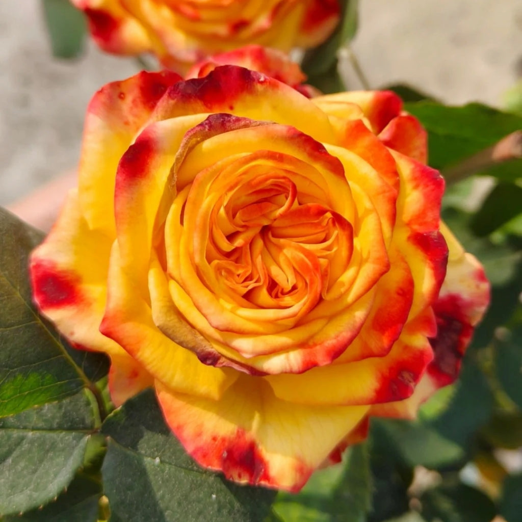 Phoenix Hairpin Rose