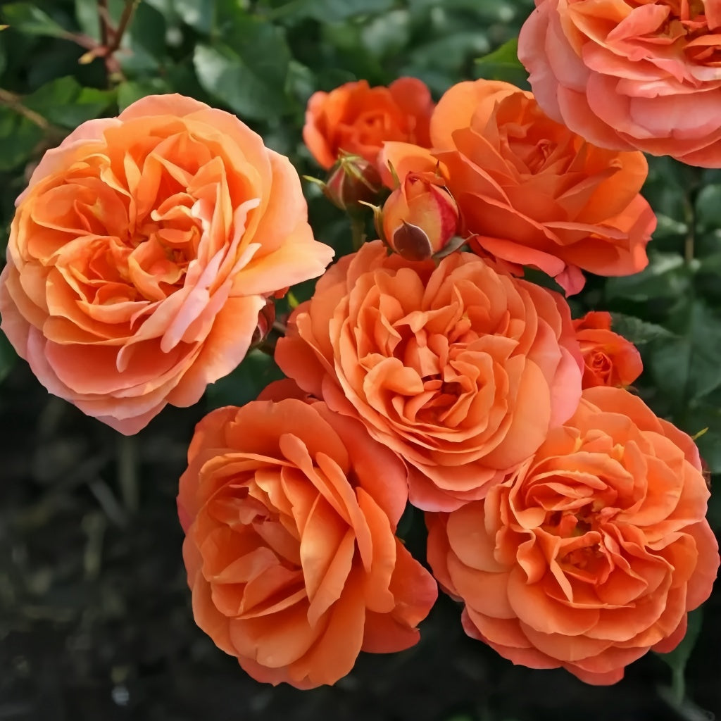 Tree Phoenix Tail Roses Phoenix Rose – Rosesplant