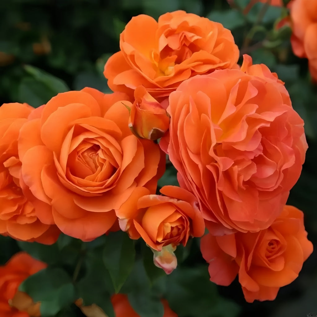 Tree Phoenix Tail Roses Phoenix Rose – Rosesplant