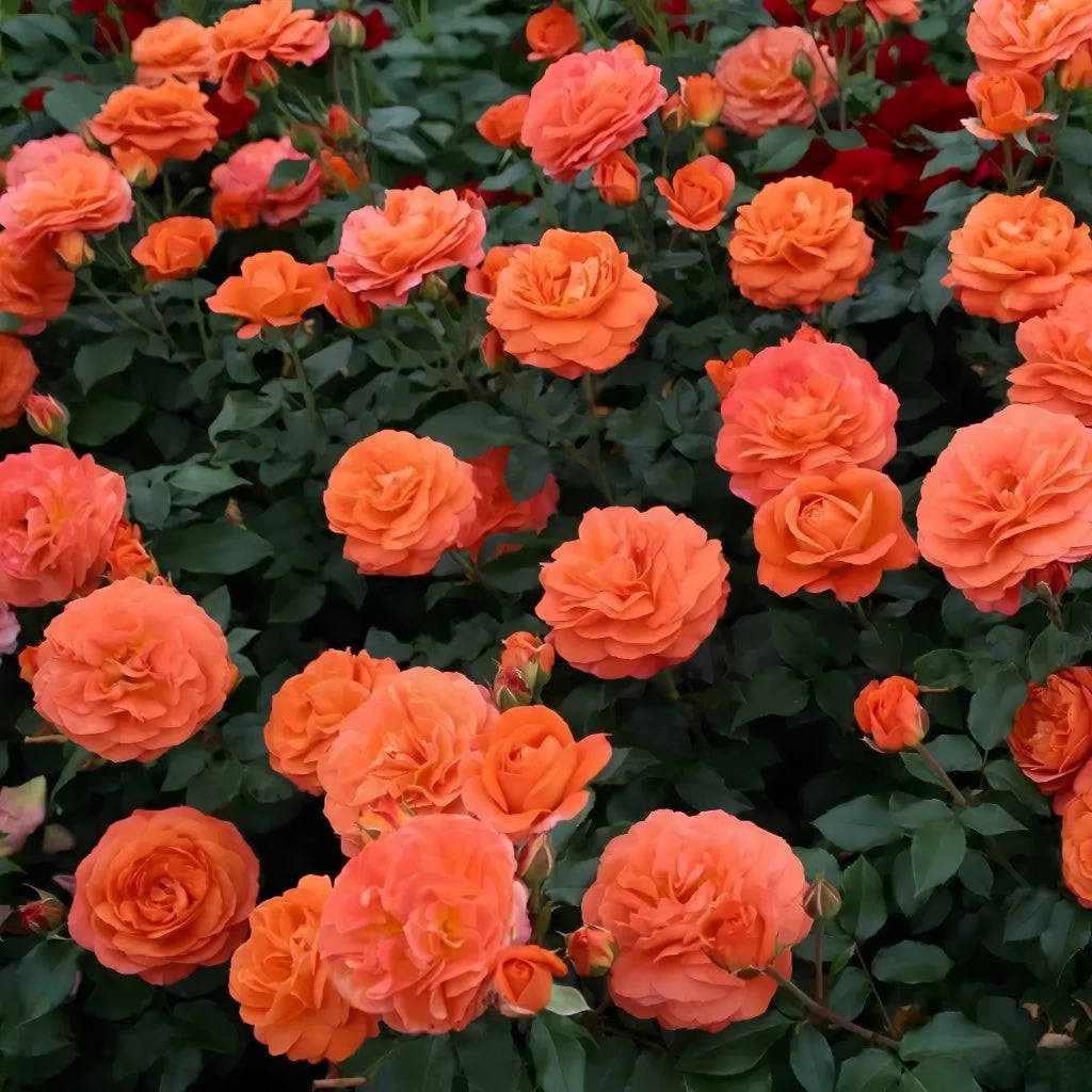 Tree Phoenix Tail Roses Phoenix Rose – Rosesplant
