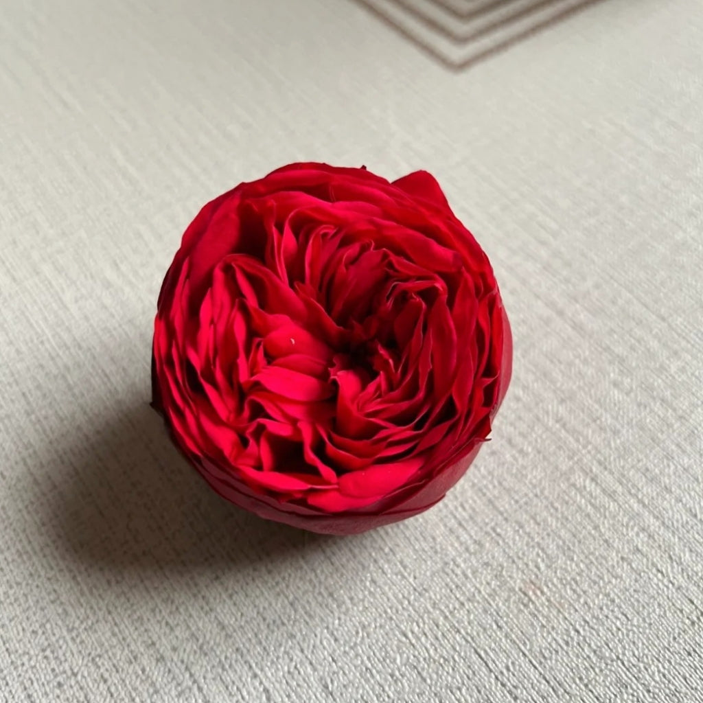 Piano Rose