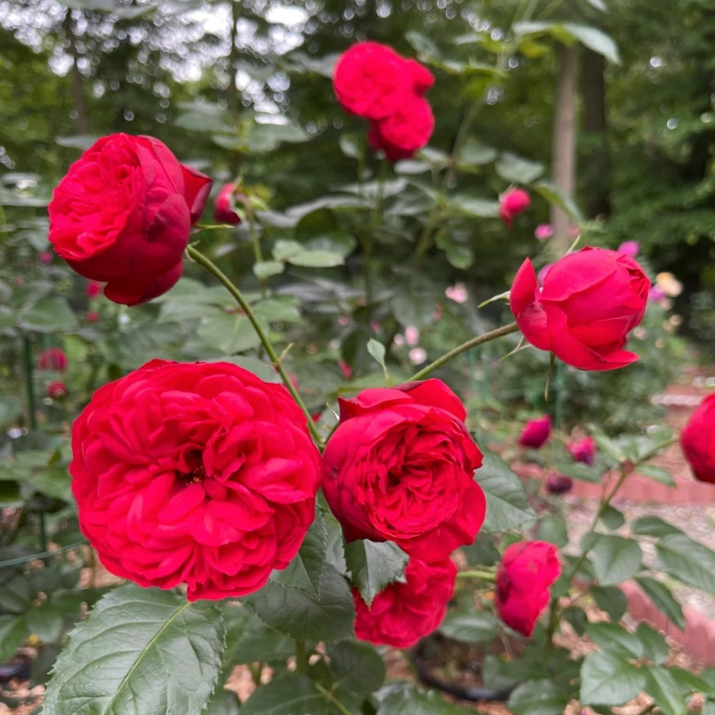 Piano Rose
