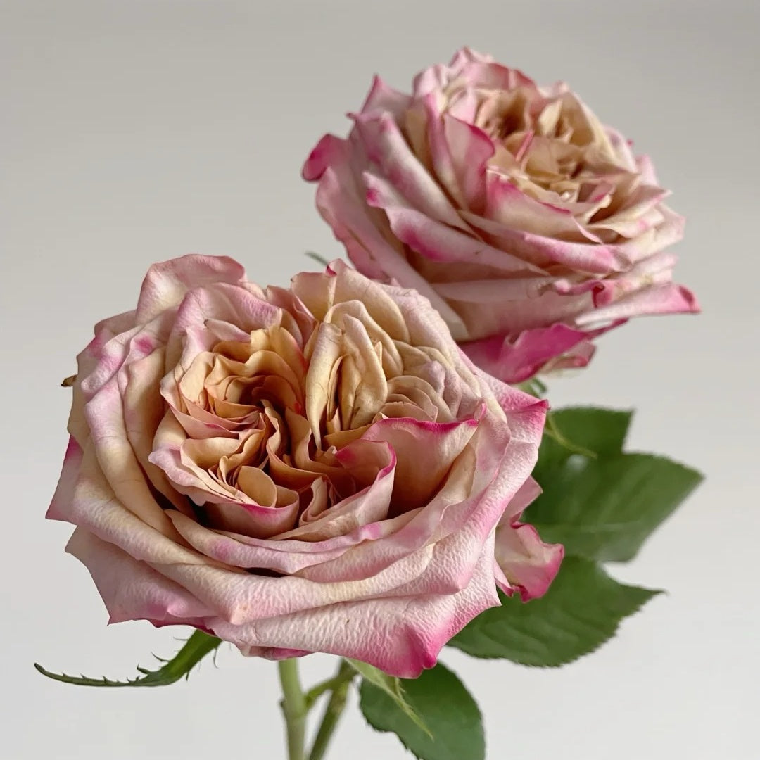 Pimms rose