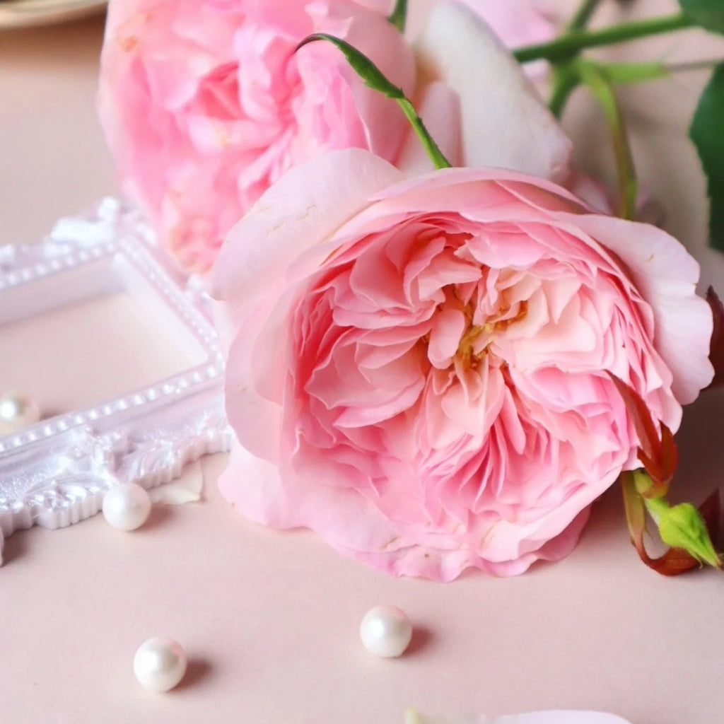 Pink Fragrance Rose