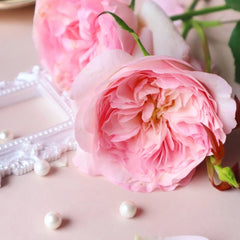 Pink Fragrance Rose