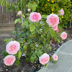 Pink Fragrance Rose