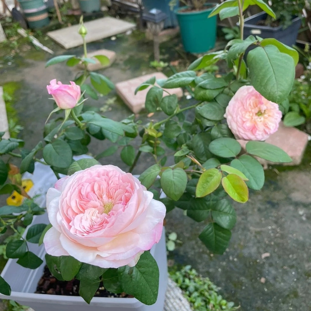 Pink Fragrance Rose