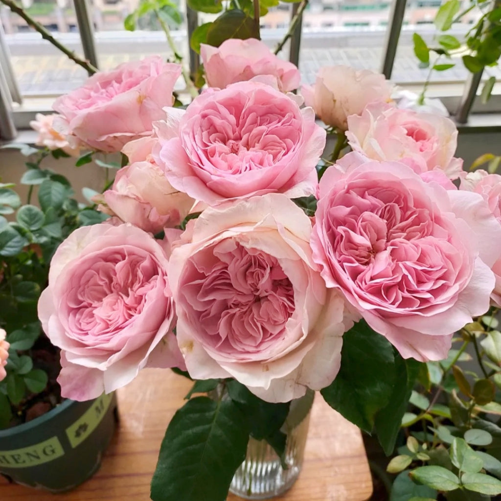 Pink Fragrance Rose