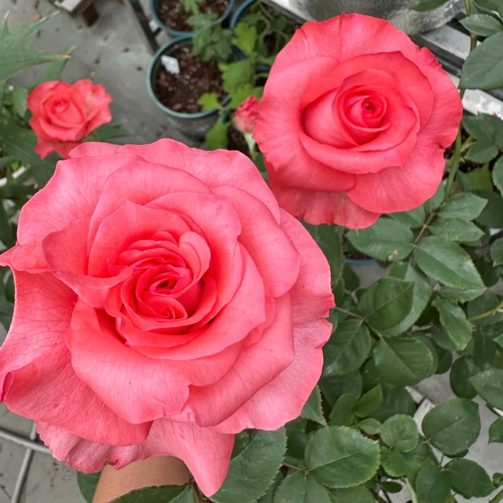 Pink Love Rose